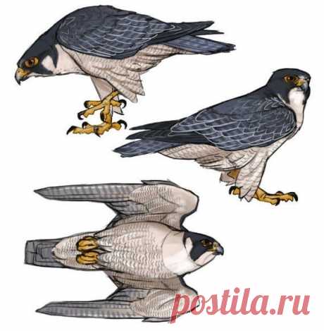 Рисунок. Сокол.