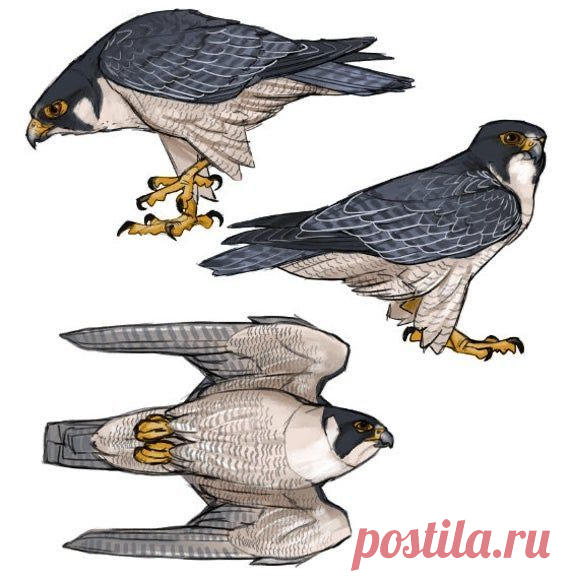 Рисунок. Сокол.