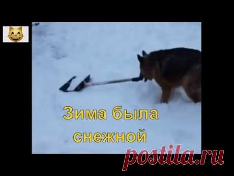 Спасибо, зима, за всё! Животные, Кошки, Собаки.  Интересная подборка