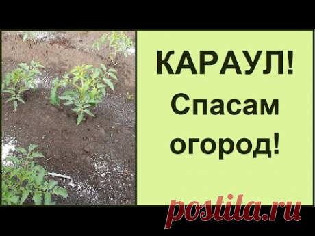 Спасаем сад огород после затяжных дождей ⛈