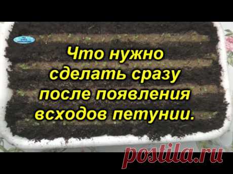 Появились всходы петунии? Срочно делаем ТАК!