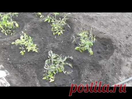 Высадил индетерминантные помидоры по четыре штуки в лунку для эксперимента