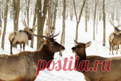 12 февраля в народном календаре Трехсвятие, Васильев день