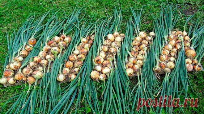 Репчатый лук из семян, есть ли смысл выращивать