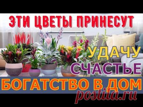 Цветы, которые приносят счастье и удачу в ваш дом - YouTube