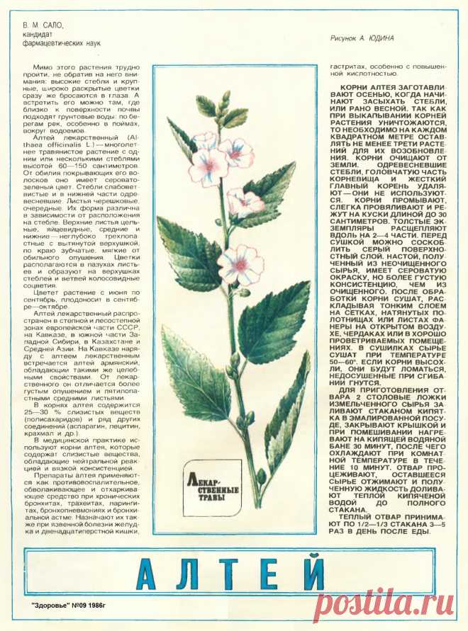 Алтей