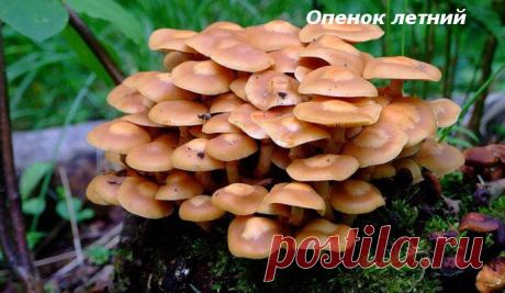 Опасный двойник опенка летнего