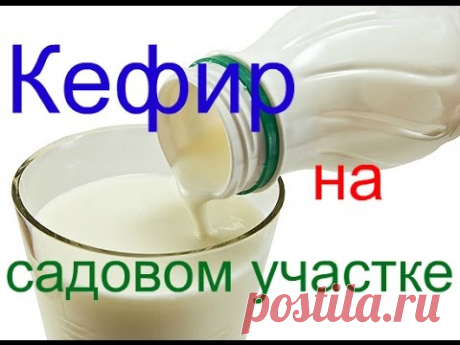Кефир на садовом участке для компоста !