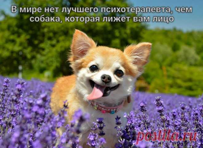 Уточним, что только любимые люди, члены семьи хозяина. Они не будут проявлять дружелюбность ко всем. Только семья. Именно за это нам так нравится эта порода. Безграничная преданность своему человеку трогает нашу очерствевшую душу!