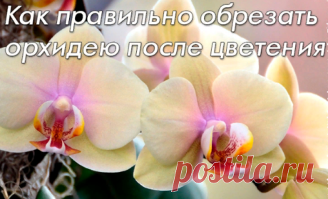 Как правильно обрезать орхидею после цветения

Цветение прекрасной орхидеи может длиться до полугода, но, как у любого цветка, ее цветонос затем начинает увядать. Правильная оценка состояния растения в этот период и обрезка цветоноса повлияют в дальнейшем на здоровье орхидеи и продолжительность очередного цветения.

Засыхающий цветонос.

После того как цветонос орхидеи отцвел, он может продолжить свой рост или засохнуть. Засыхающий цветонос желательно не обрезать сразу, по...