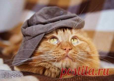 Рыжий модник :)