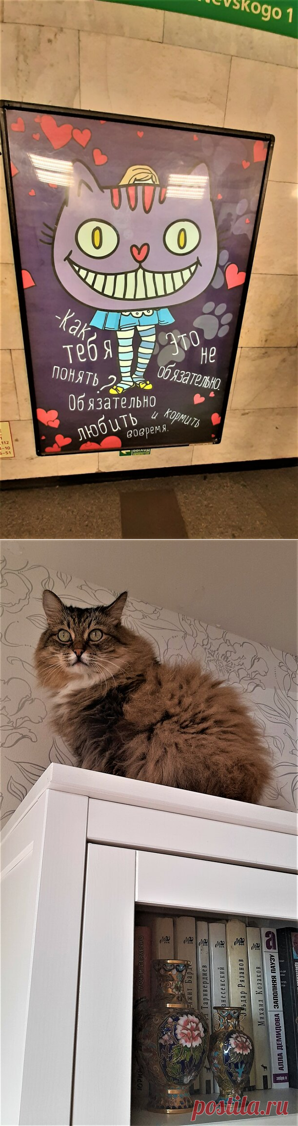 Какие они, эти Питерские Коты? С Днём кошек, прошедшим! | Петербург и всё такое | Дзен