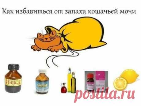 УСТРАНЯЕМ КОШАЧИЙ ЗАПАХ