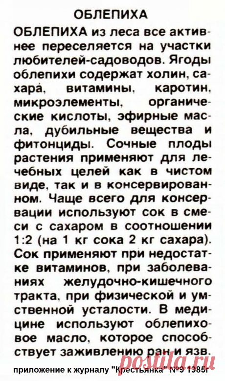 Облепиха - лечебные свойства