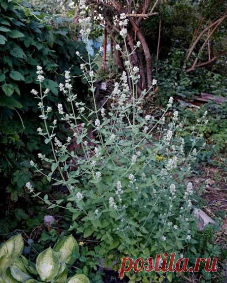 Котовник кошачий (Nepeta cataria)