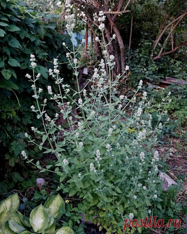 Котовник кошачий (Nepeta cataria)