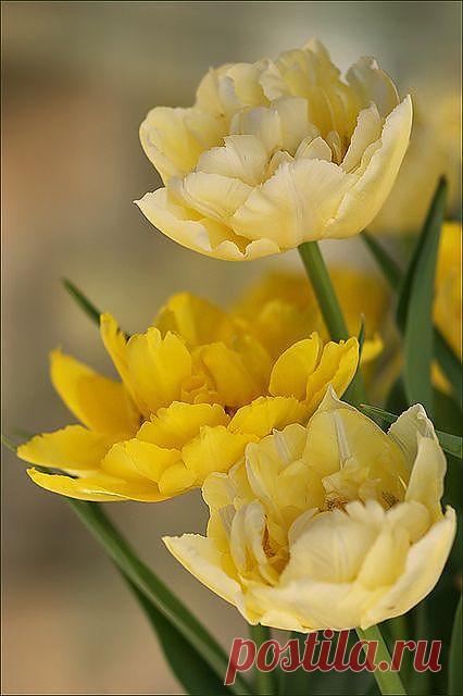 желтые пионы