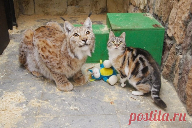Рысь Линда и кошка Дуся — Путешествия