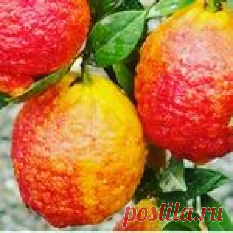 Фото профиля plodovyeekzoty