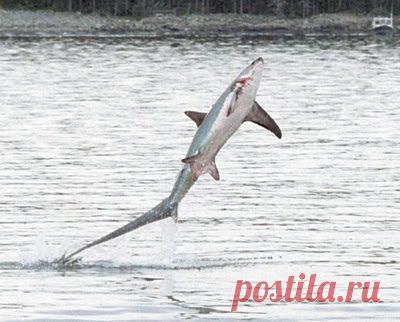 Акула лисья - Рыбы Красного моря 
 Эти рыбы очень активны, быстры, агрессивны и могут быть опасными для человека. Могут выпрыгивать из воды на достаточно большую высоту, даже запрыгнуть в судно.
Рыба очень популярна на международном рынке благодаря своему мясу. Кожа используется при изготовлении портфелей, ремней, кошельков, портмоне и аналогичных товаров. Плавники рыбы используются для приготовления супа из акулы, печень – для приготовления жира, а челюсти в декоративных целях.