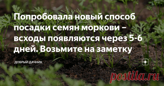 Попробовала новый способ посадки семян моркови – всходы появляются через 5-6 дней. Возьмите на заметку Весной, после того, как все посеяно, мы все с нетерпением ждем всходов. Что-то всходит быстро, что-то медленно. Одной из таких медленных культур, является морковка.
Уже все пошло на второй и третий листочек, а морковка все никак не может взойти. И дело тут не в хороших или плохих семенах. Дело в эфирных маслах, которые содержатся в семечке между ядром и оболочкой. Именно они замедляют