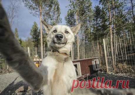 Хаски-селфи
