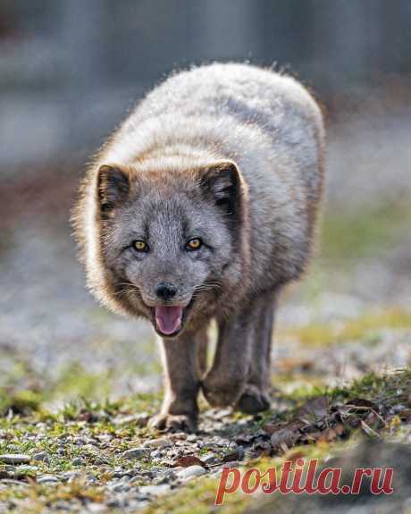 Happy arctic fox walking towards me Another photo of an arctic fox which is quite cute!