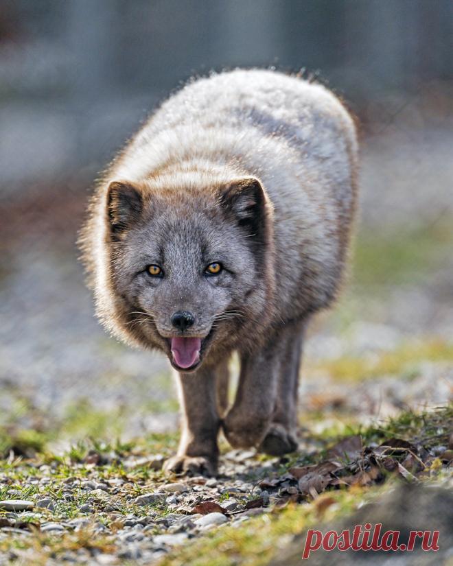 Happy arctic fox walking towards me Another photo of an arctic fox which is quite cute!