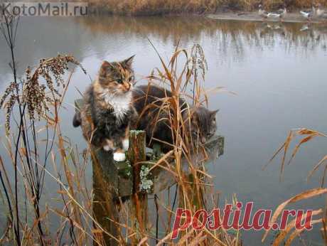 Рыбу ловить надо уметь