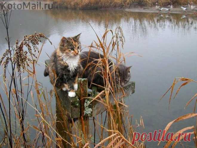 Рыбу ловить надо уметь