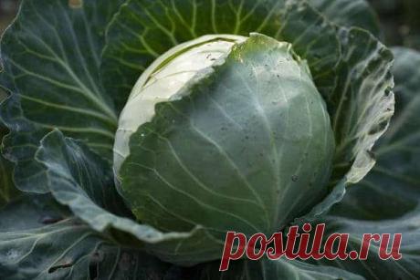 Голландские сорта капусты белокочанной: посадка, уход, виды