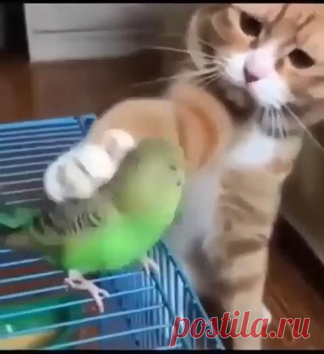 dog and baby funny #smileing dog #puppy meme hilarious #dogs hilarious #laugh dog #hilarious dogs #dogsdoingfunnythings #humor dogs #funny dog s #dog picturs #dog s #dog quots #dog and cats #dog ate…