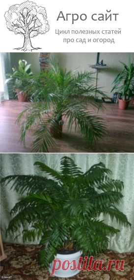 Хамедорея элеганс - уход в домашних условиях с фото и видео