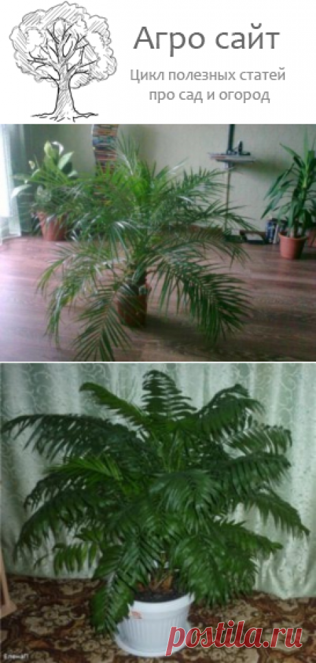 Хамедорея элеганс - уход в домашних условиях с фото и видео