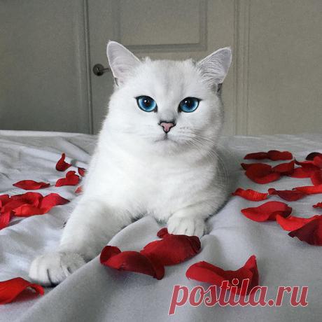 Встречайте кота с самыми красивыми в мире глазами