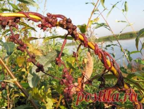 (+1) тема - Повилика | 6 соток