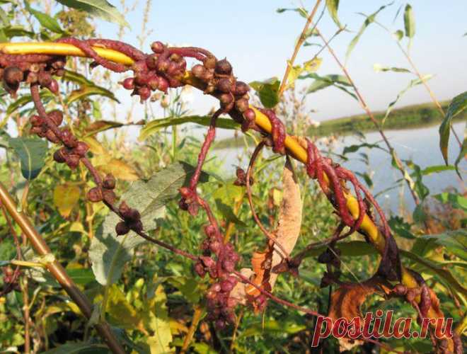 (+1) тема - Повилика | 6 соток