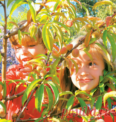 Сажайте плодовые деревья - спасайте свою психику, голодающих и экологию! Представьте себе, что мы обеспечиваем людей и животных тоннами необходимого питания и кислорода; очищением воздуха, воды и почвы; созданием ярких экосистем для птиц и пчел; расширением прав и возможностей людей стать здоровыми хранителями окружающей среды; и вдохновляем их распространять...