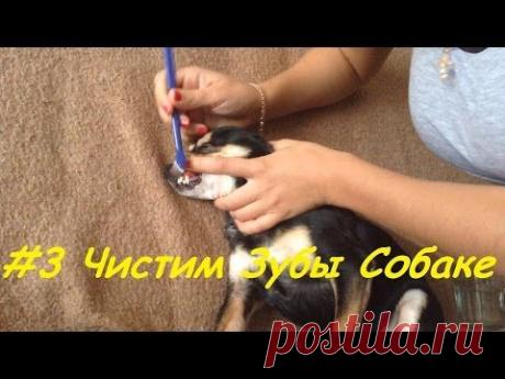 Как чистить зубы собаке. Чистка зубов Той терьеру.