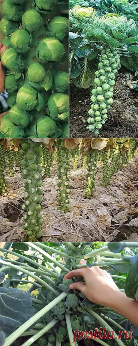 Брюссельская капуста на грядке: выращивание рассады, посадка и уход | Дача - впрок
