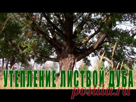Утепление чердака дома листвой дуба - технология утепления наших дедов и прадедов.