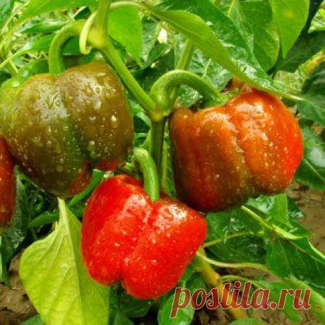 CАД И ОГОРОД | Записи в рубрике CАД И ОГОРОД | Дневник justvitek