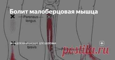 Болит малоберцовая мышца Статья автора «Йога для начинающих для здоровья» в Дзене ✍: Малоберцовые мышцы — важные структуры голени, которые часто болят и могут вызывать триггерные точки, ограничивая движения.