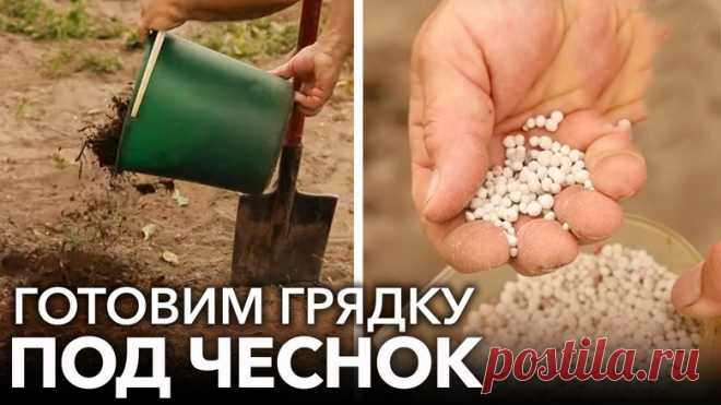 Как подготовить почву под чеснок: деревенская хитрость