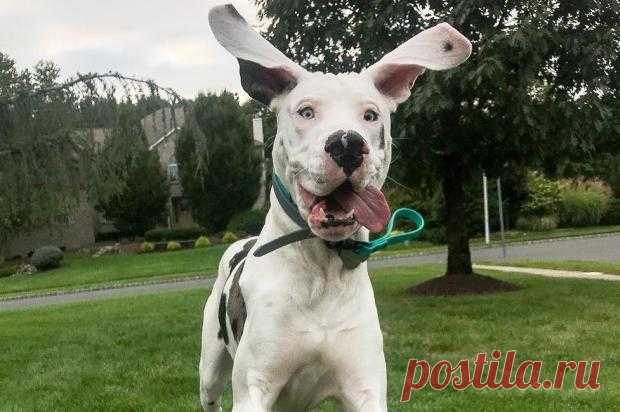 Большие и страшные добряки: какими видят немецких догов их любящие хозяева