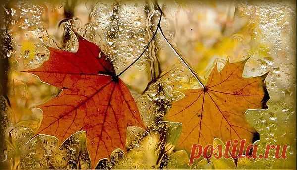 Тихий шелест листопада,
влагой небеса полны…
Осень я прошу: «Не надо…
Мы с тобою не должны
расставаться…». Тихий шёпот
листопада мне в ответ…
Как подсказывает опыт,
удержать надежды нет –
в ноябре, взмахнув рукою,
Осень, погрустнев, уйдёт.
Утром тонкою слюдою
лужицы прихватит лёд,
солнце спрячется, пороша
заструится по тропе…
Осенью обманут, брошен,
снова покорюсь судьбе,
понимая: неизбежен
рыжей Осени уход…
Попрощаюсь с ней в надежде
новой встречи через год.