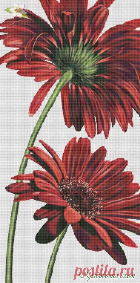Герберы красные - Ромашки, герберы - Цветы - Схемы в XSD - Кладовочка схем - вышивка крестиком