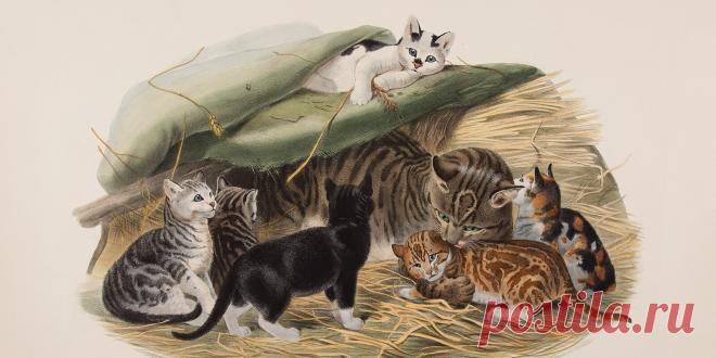 Дикие кошки Даниэля Жиро Эллиота. Заглядываем в «Монографию о Felidae» | Пикабу