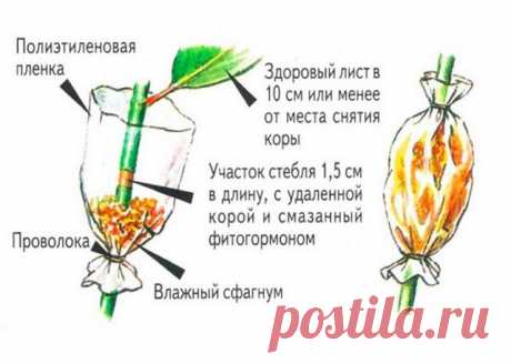 Воздушные отводки

"Воздушные отводки" - применяют для размножения большого числа древесных культур. Этот способ чрезвычайно удобен, поскольку он не требует специального оборудования, а растения мало повреждаются. 

Образование корней происходит на не отделенном одеревеневшем побеге. 
Воздушные отводки получают либо весной из вызревших побегов предшествующего года: 
- в 15—25 см от его верхушки снимаем кольцо коры и поврежденный участок укрываем от света. 
- окружаем тепло...