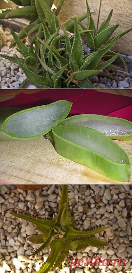 Алоэ вера полезные свойства, лечение соком | Азбука здоровья